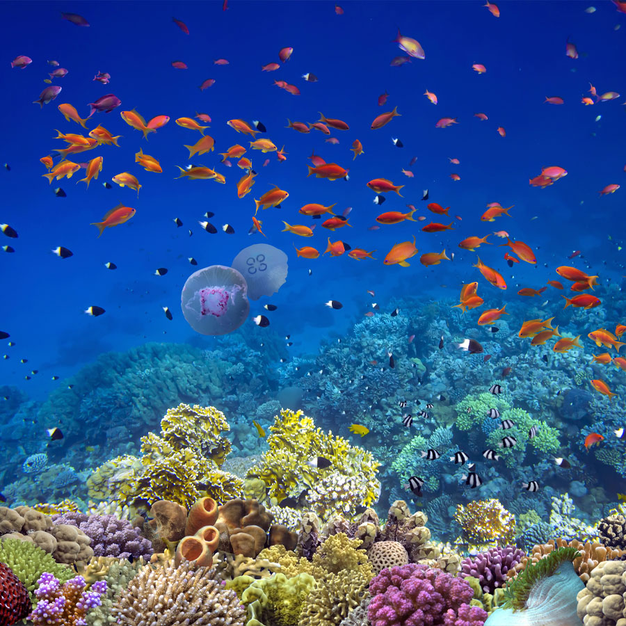 ISLANDS OF WONDER