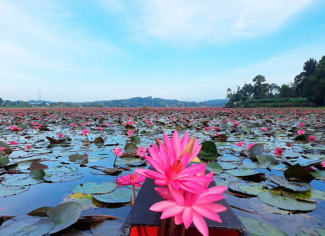 PINK PARADISE