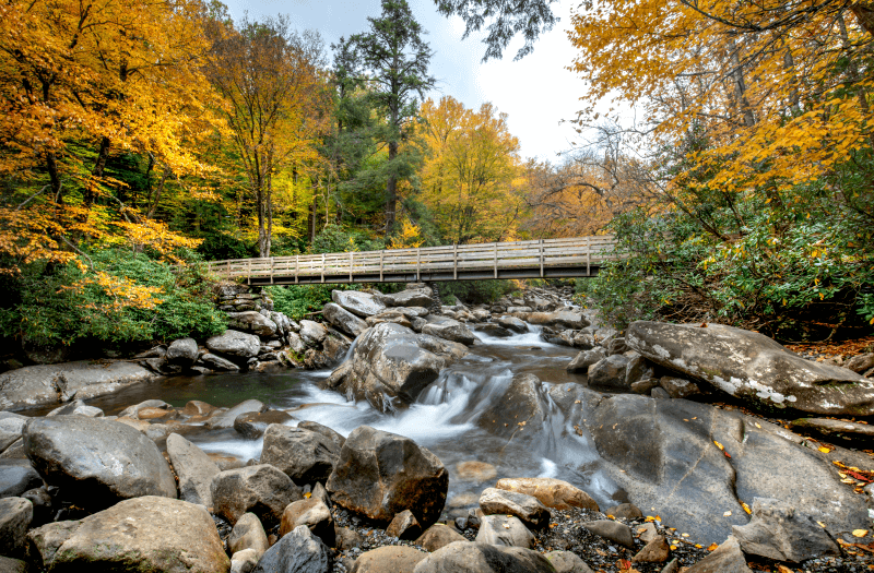 Bridge crossing a river in the forest