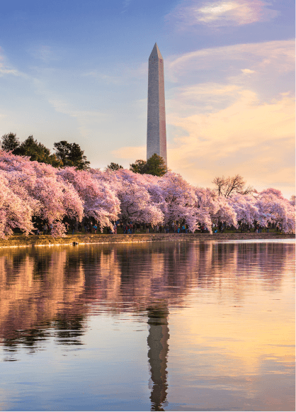 Stunning cherry blossoms lining the Tidal Basin in Washington, D.C., with the Washington Monument in the distance.