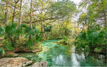 A beautiful look at Rock Springs Run at Kelly Park in Apopka with crystal-clear spring waters surrounded by lush vegetation.
