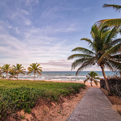 A scenic pathway bordered by palm trees, guiding visitors to a tranquil beach.