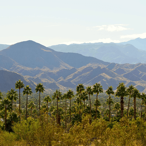 Palm trees in the foreground with green mountains in the background.